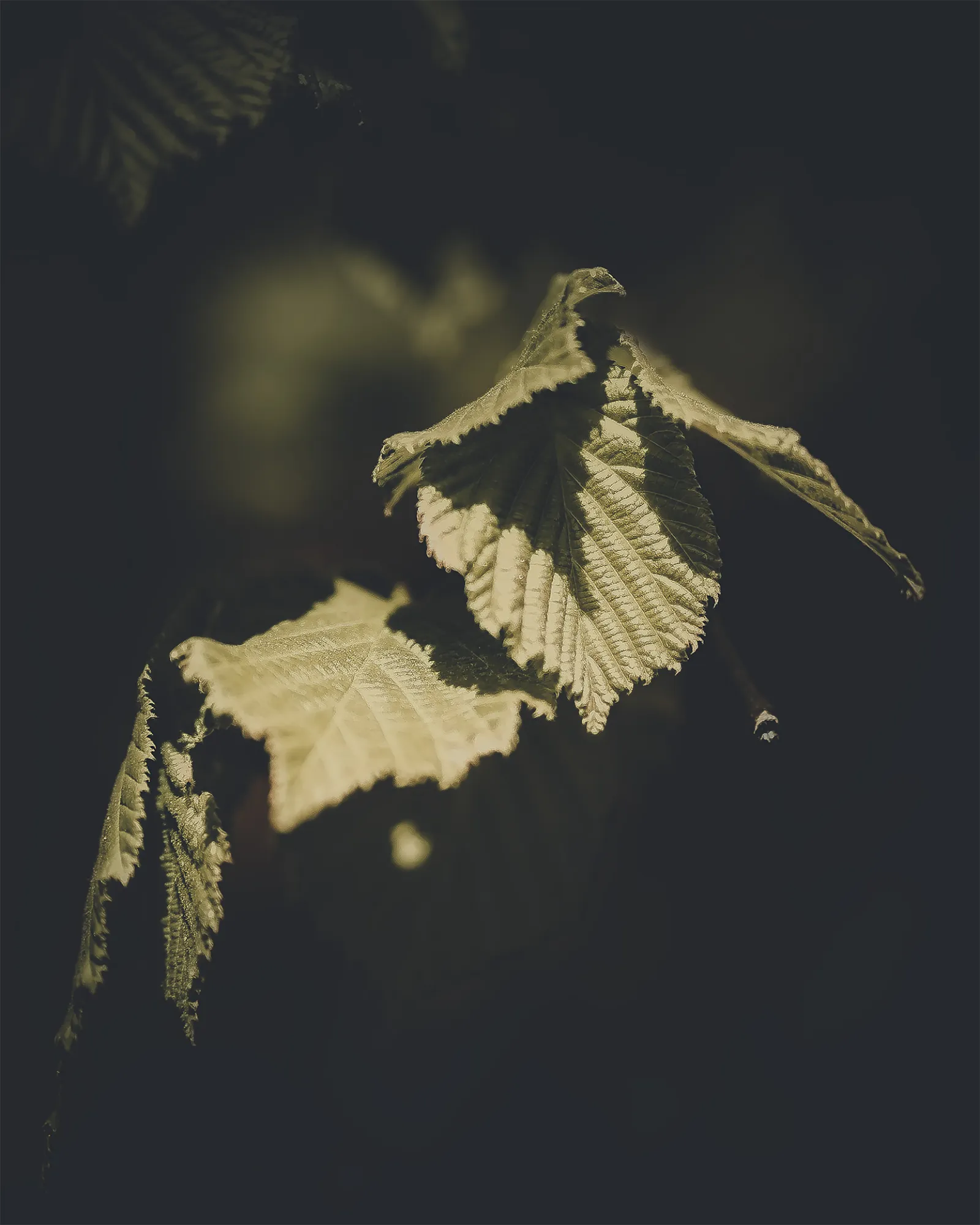 fulles_verd fulles_verd